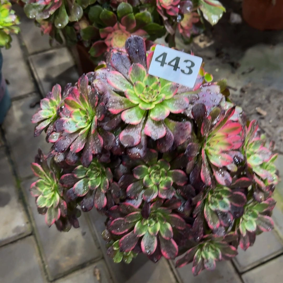 “***；多肉植物443烟花 捆一下