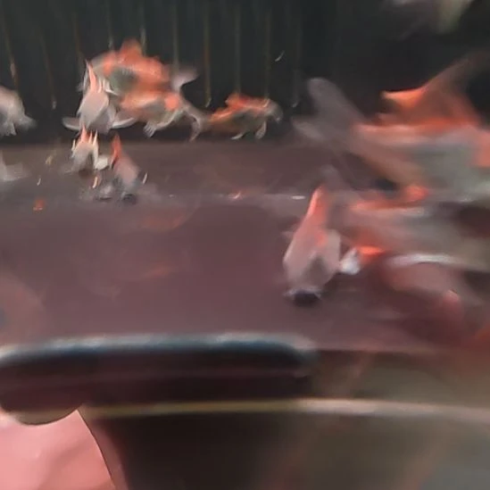 灯科鱼委内瑞拉青鼠三到四厘米六只顺丰