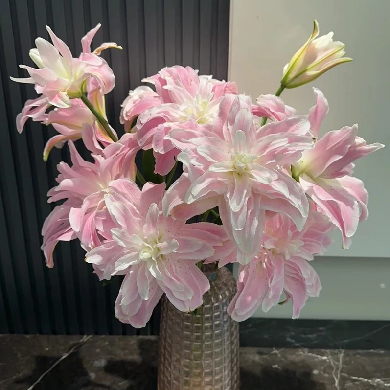 【莲花雅致】重瓣香水百合粉皇后基地直发