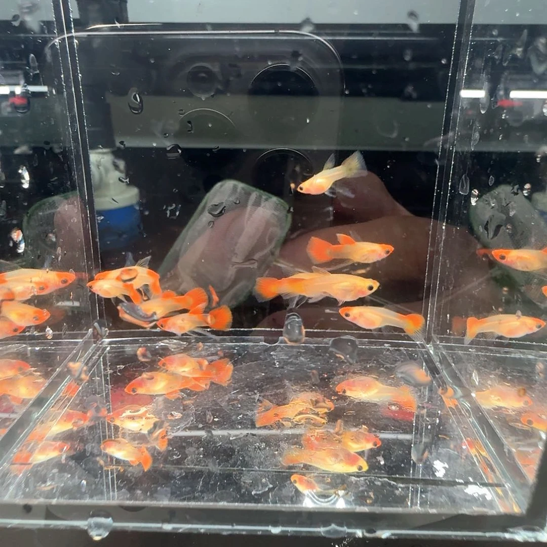 孔雀鱼深海蓝玻璃猫10条