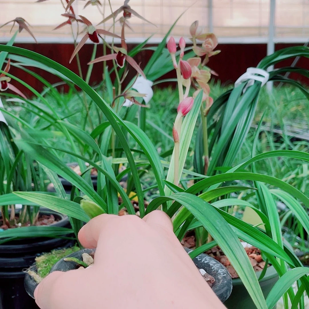 蜀***韵完全开放一物一漂亮漂亮开花