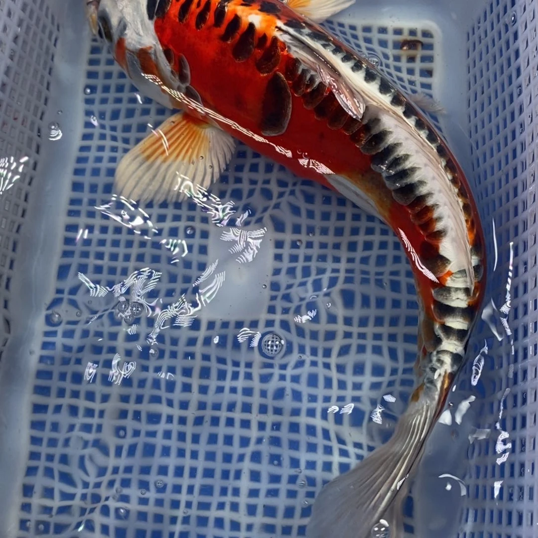 锦鲤冷水锦鲤包邮