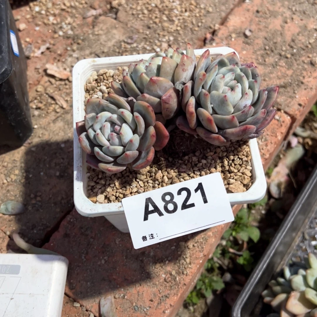 小****?821 多肉多肉多肉多肉多肉多肉