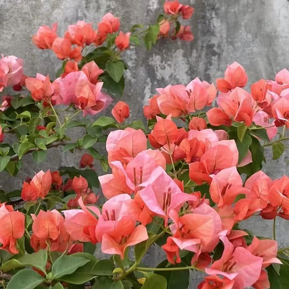 【光之国】【不甜西瓜】一加仑三角梅 阳台庭院盆栽观赏植物