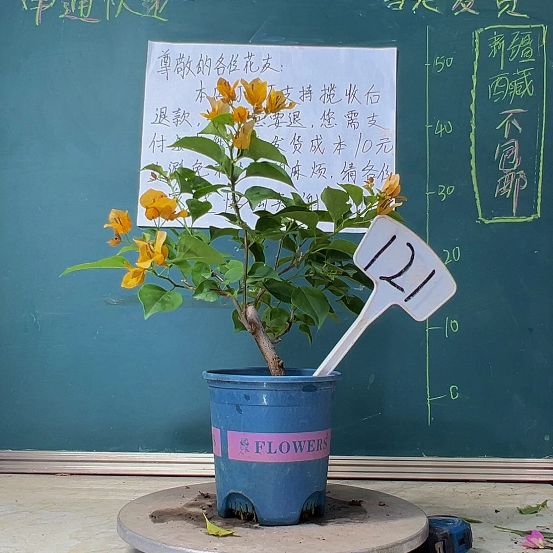 当前无花栽培后可以开花柠檬黄 121