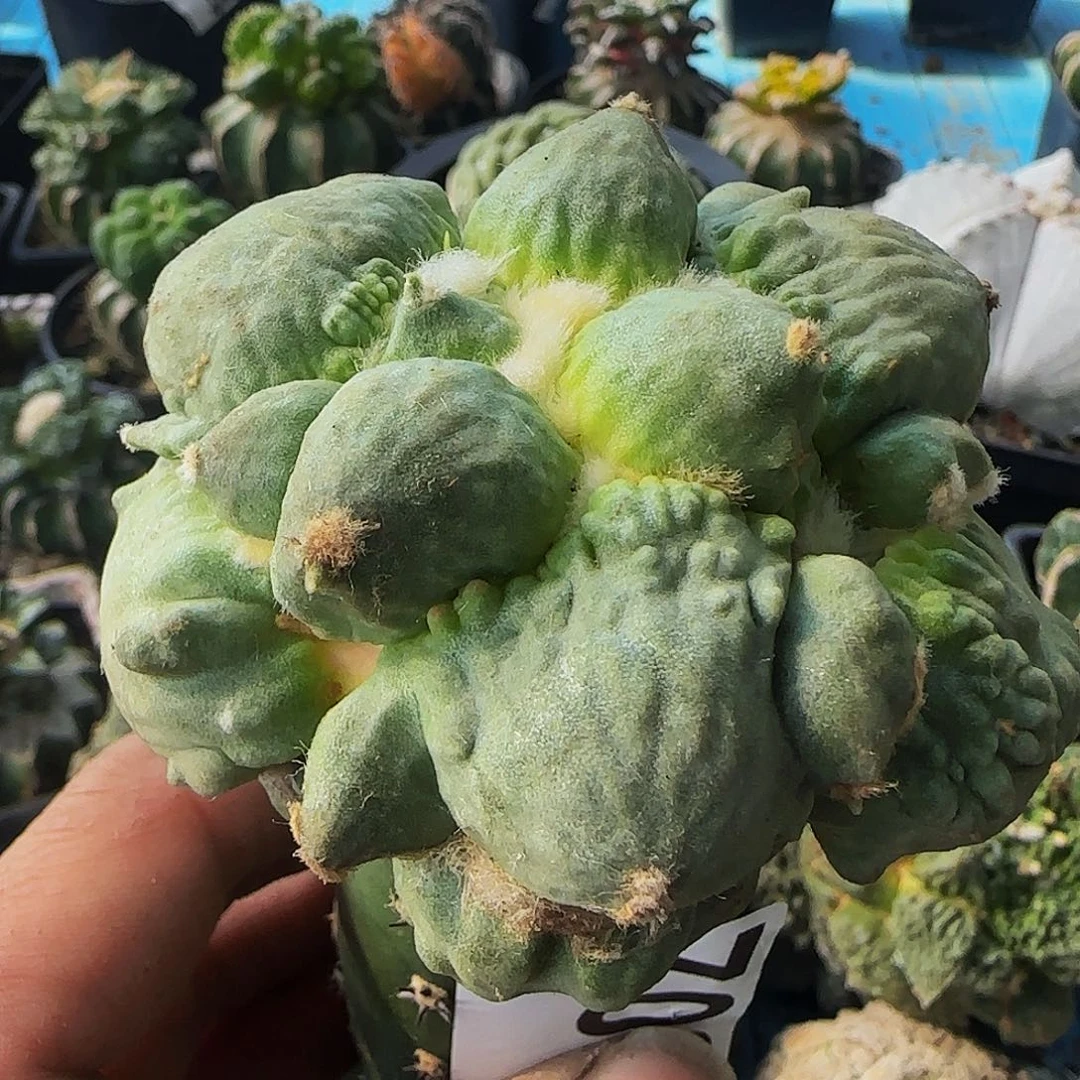 叉尤蛋尤怒涛708仙人球