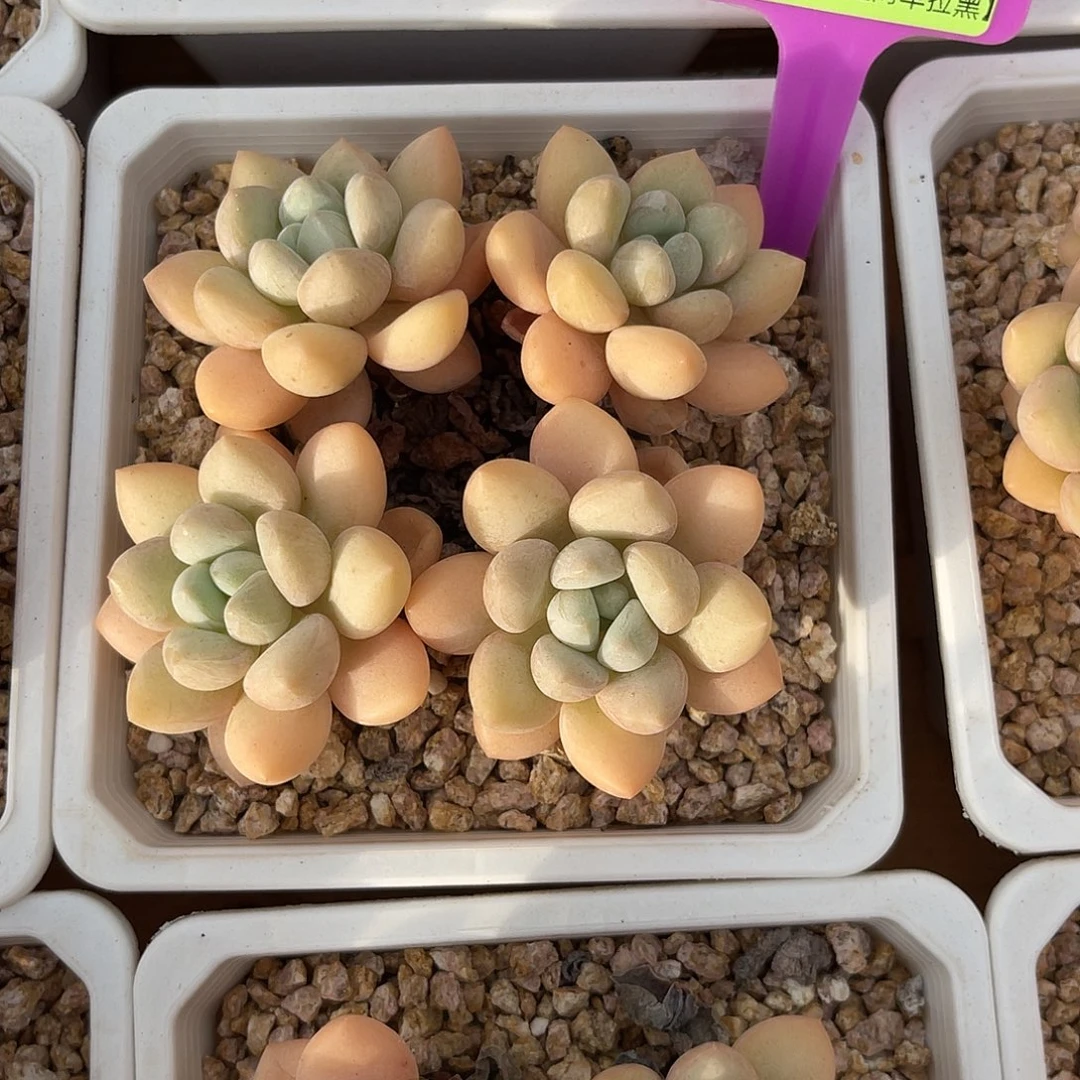 云尘多肉一物一拍856