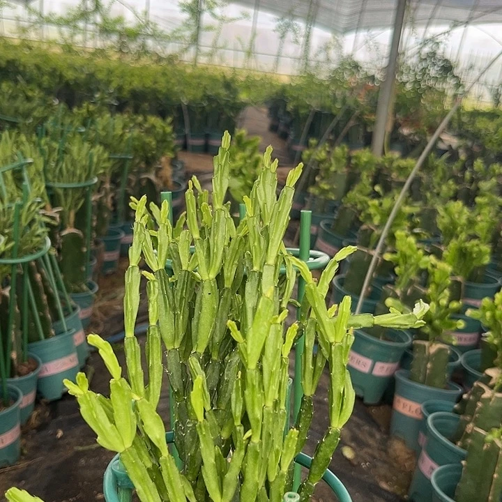 无花朵紫异类两盆开花好看