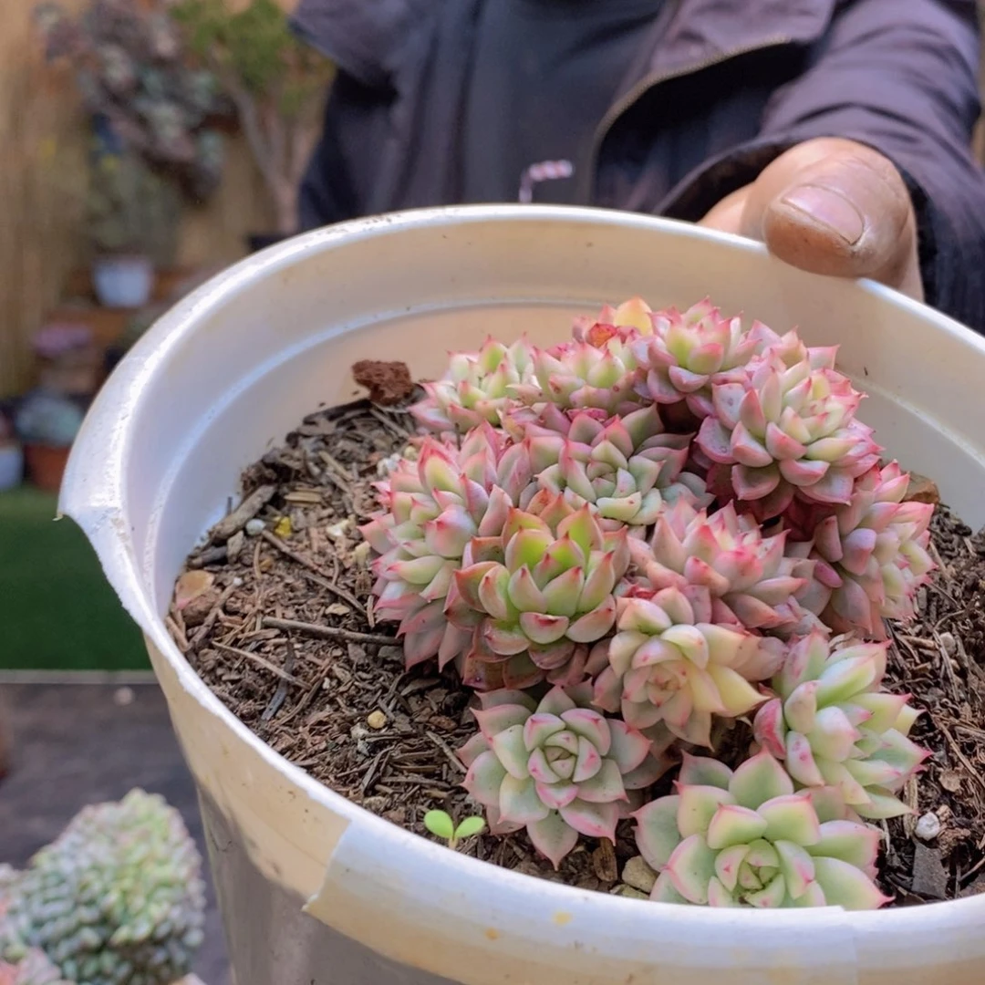 柔*59号女雏锦多肉