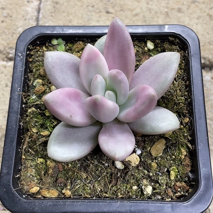 桃花源锦一物一拍