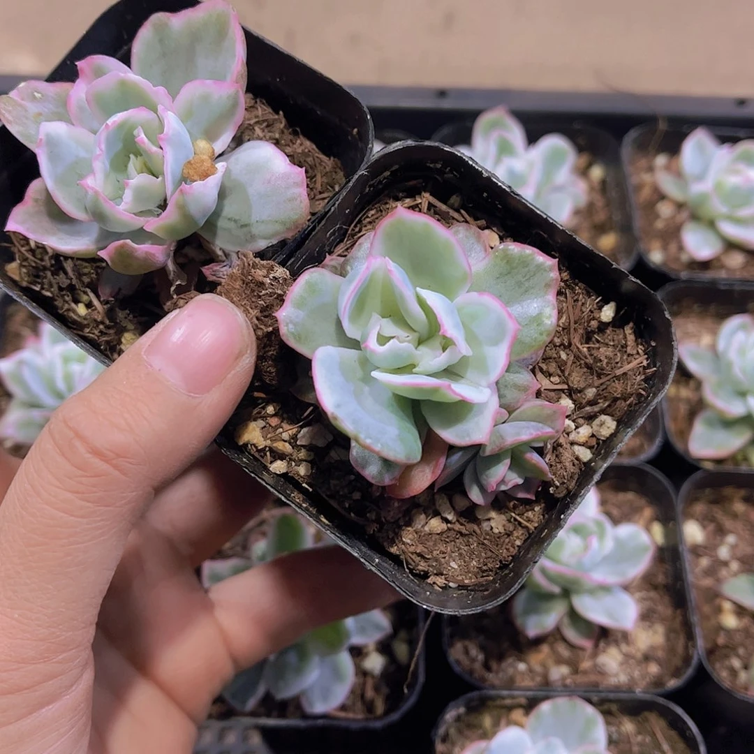 郭*多肉伯克利锦单头2