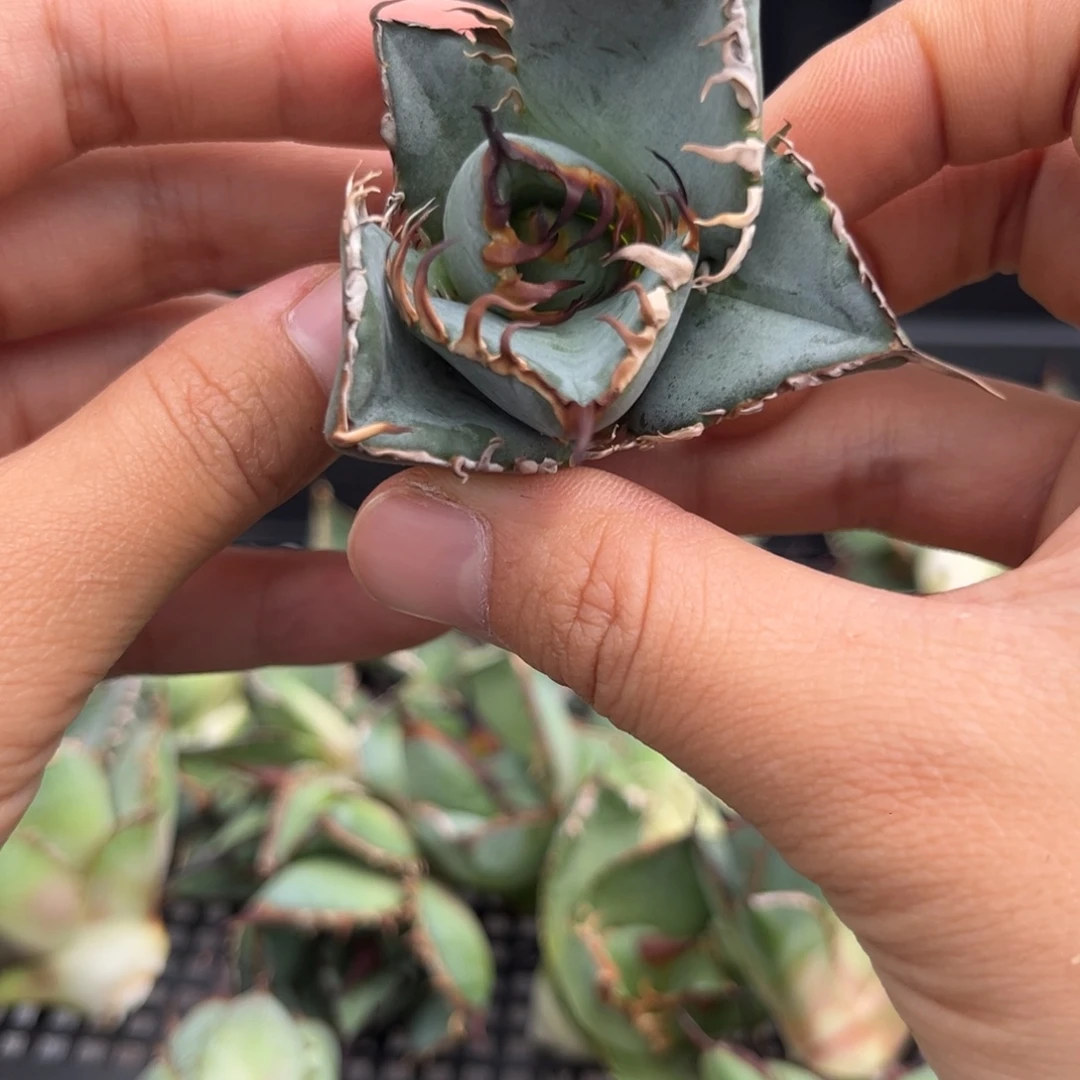 龙舌兰仁王冠芽子