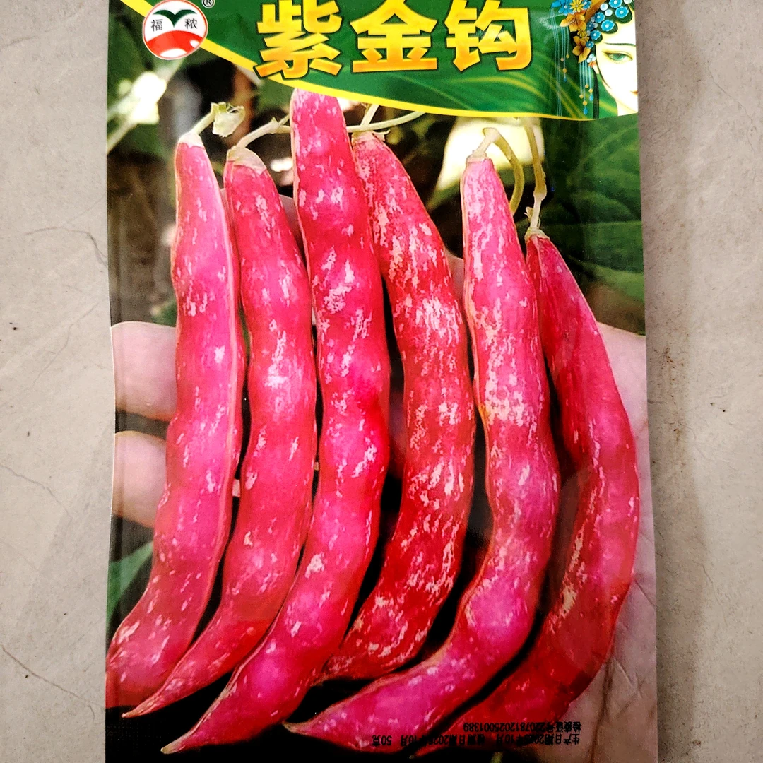 紫金钩豆角籽50克左右