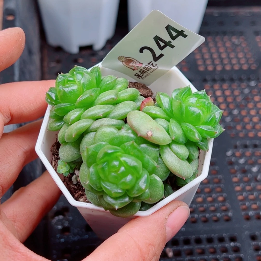 多肉植物多肉植物