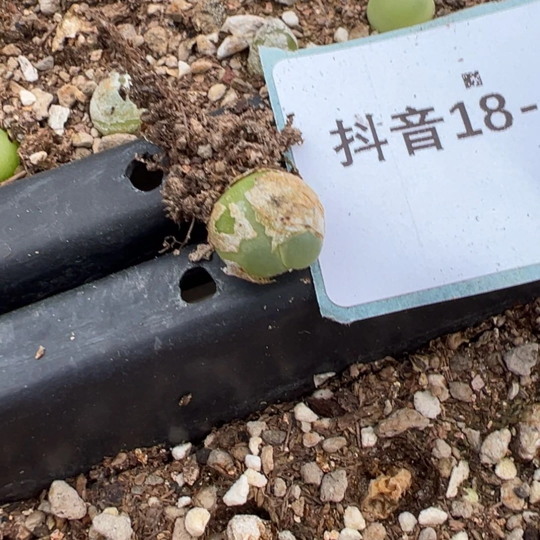 18-198拉登多肉植物