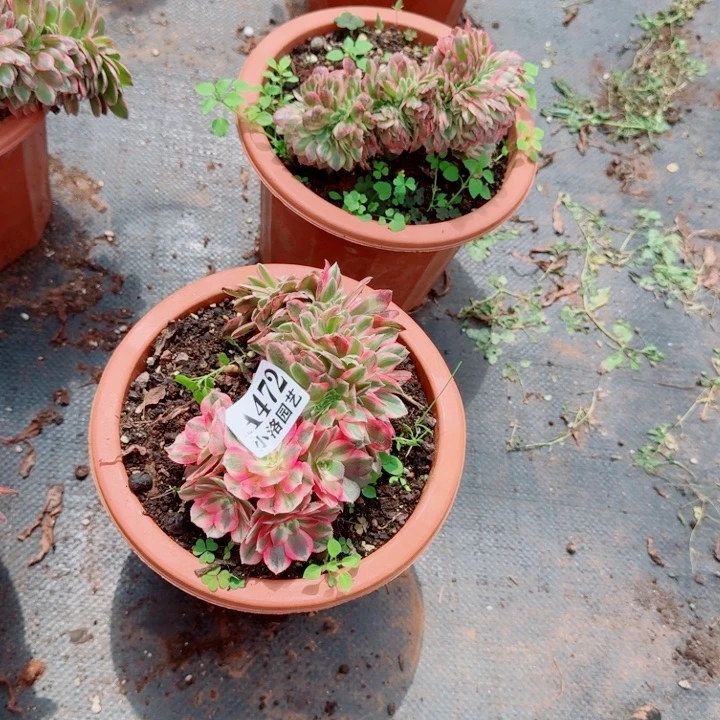 472荔枝缀化多肉植物