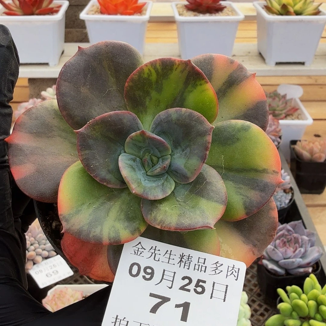 0925-71布鲁门卡锦
