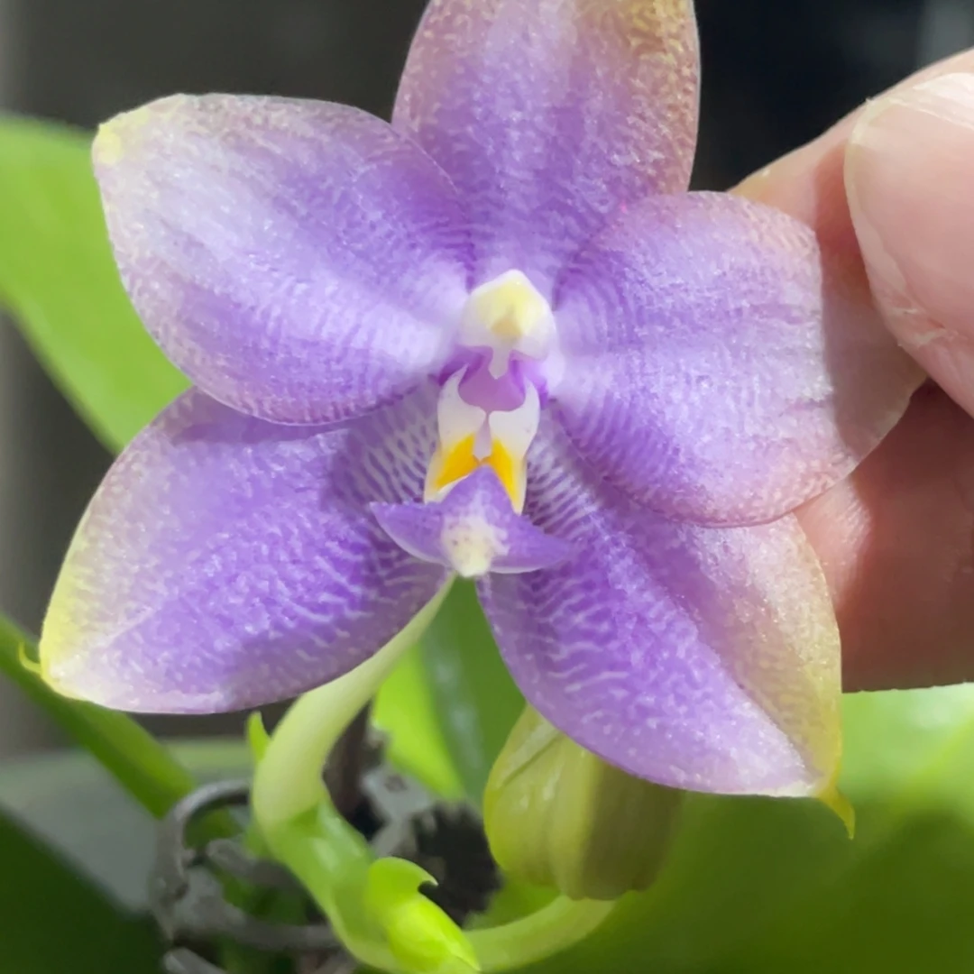 完全开放弥陀242-1163