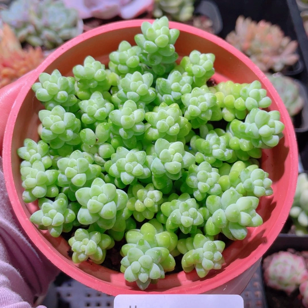 花利美27-545玉坠