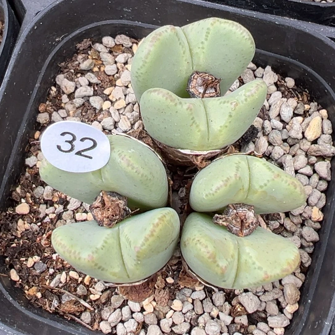 多肉植物111111111111111