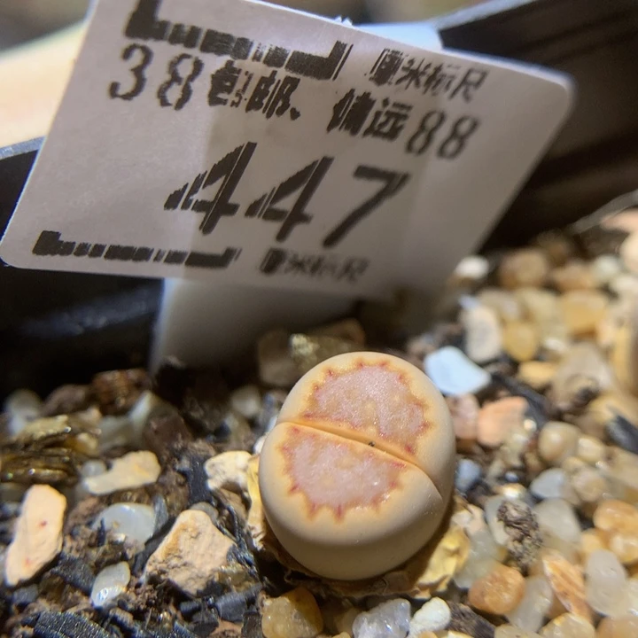 Sss精品生石花447