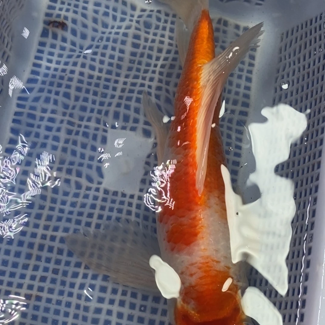 锦鲤冷水锦鲤包邮
