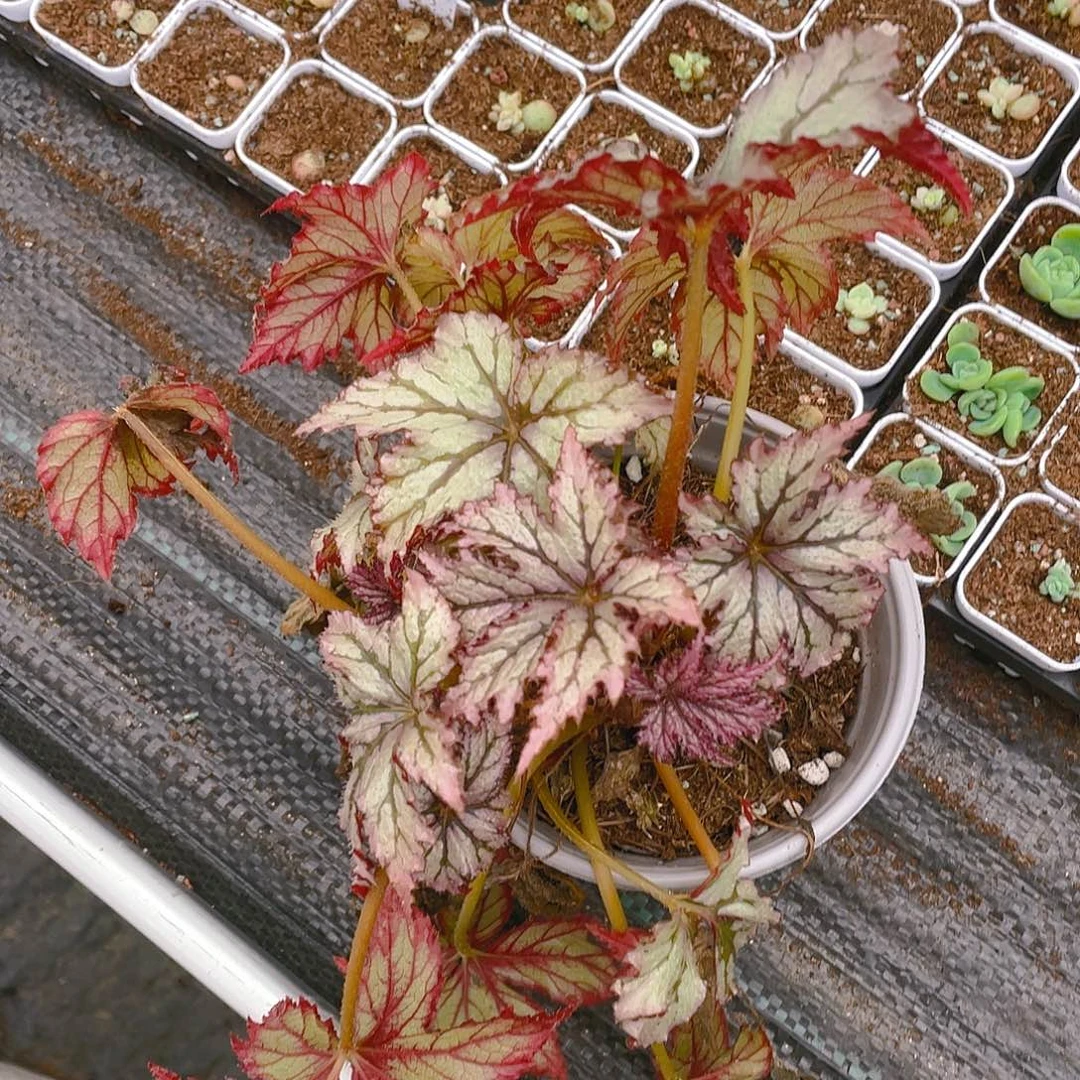 肉*嘟超新星盆一个满25包邮