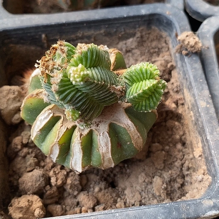 草球接高体五星花笼