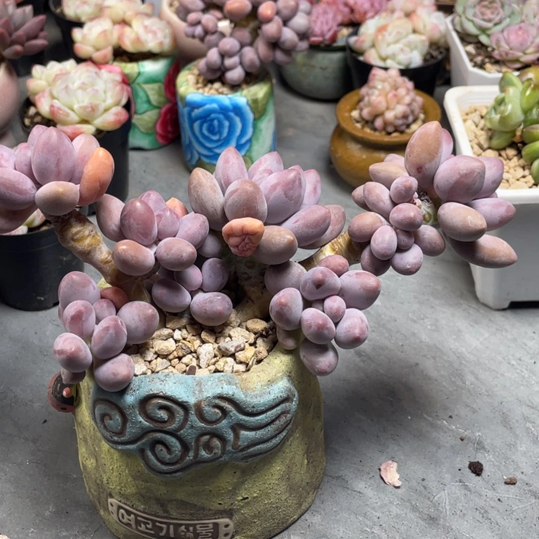 粉色恋人老桩群生