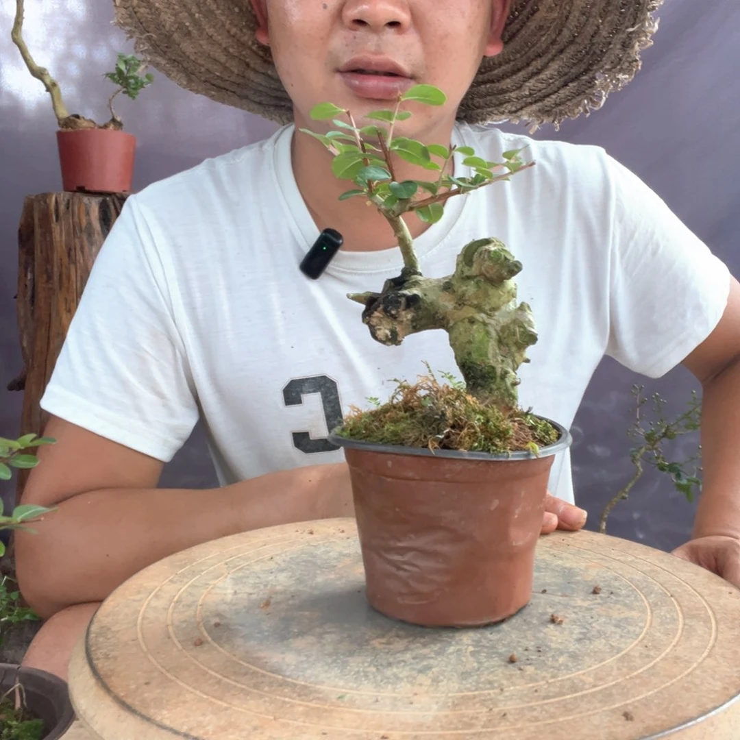 无花朵紫薇百日红盆景