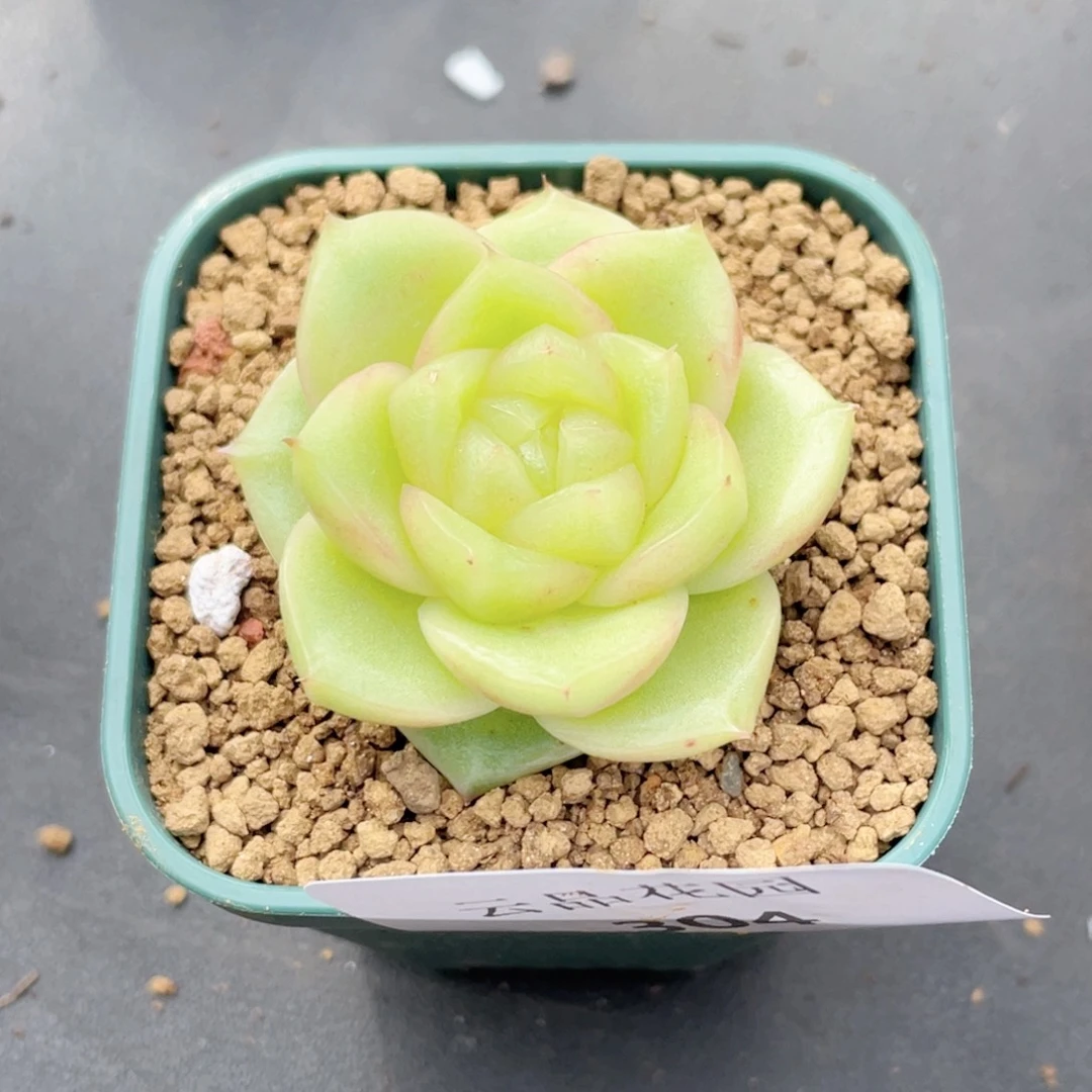 ᰔ****304号糖心冰心珍妮 抹茶芭菲