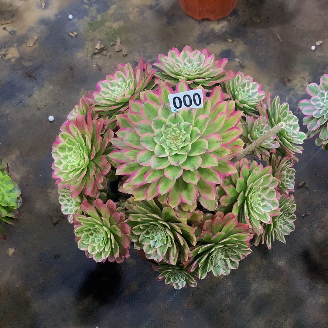 万**红000花88888888888