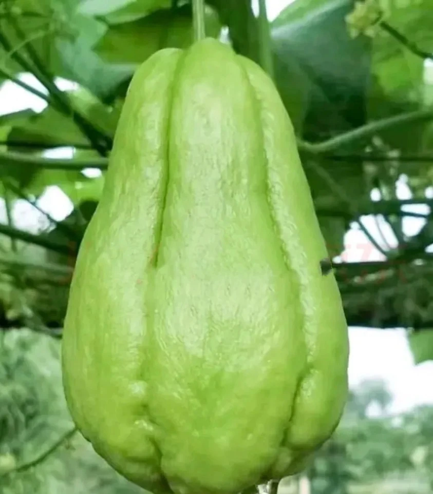贵州高山农家露天种植扶手瓜