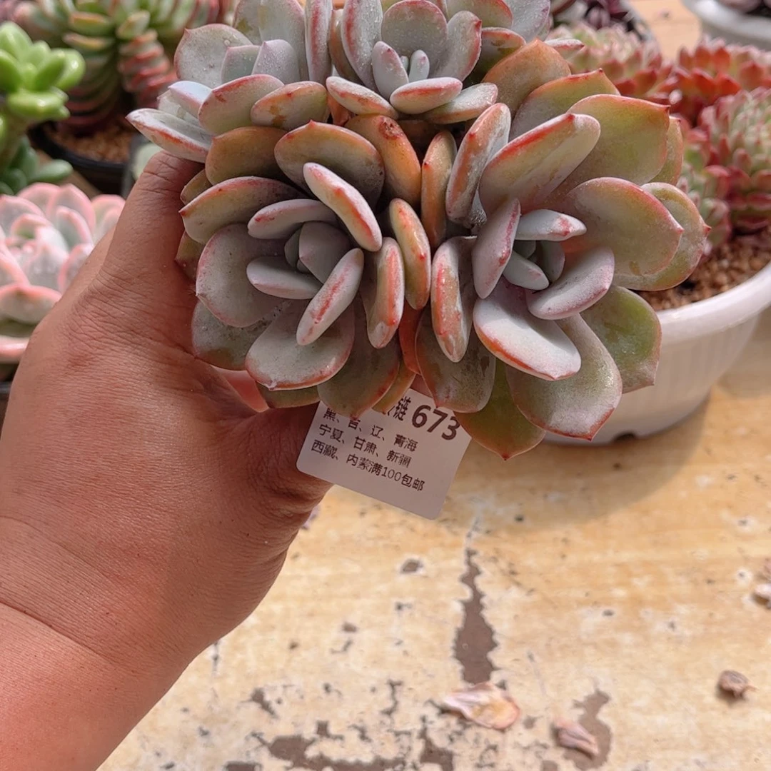 榴*✨673奶茶德华多肉