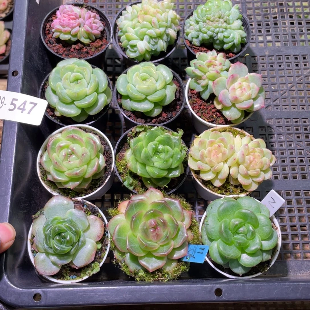 花利美29-547框拍12颗