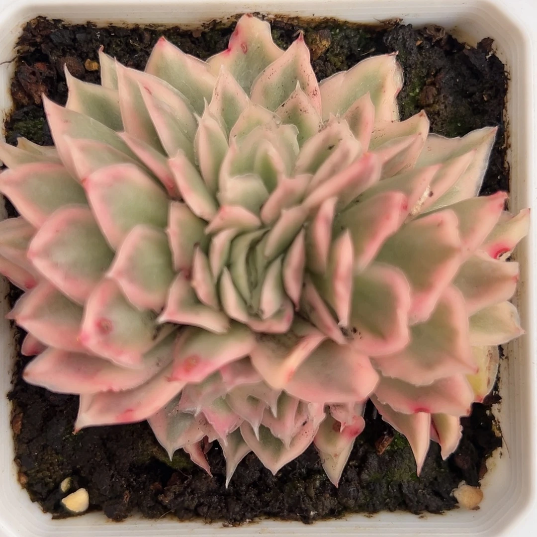 紫蝴蝶锦缀多肉植物