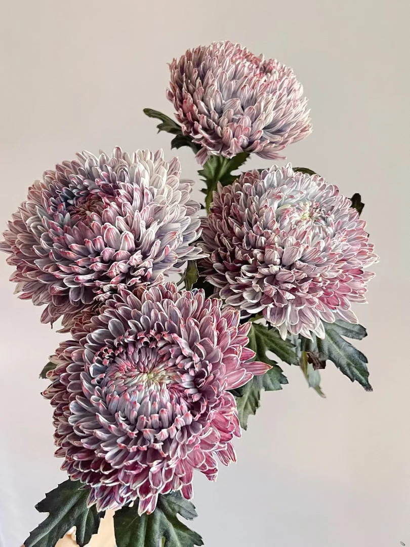【叮铛优选】青花瓷-牡丹菊(注意带包装醒花哦~)