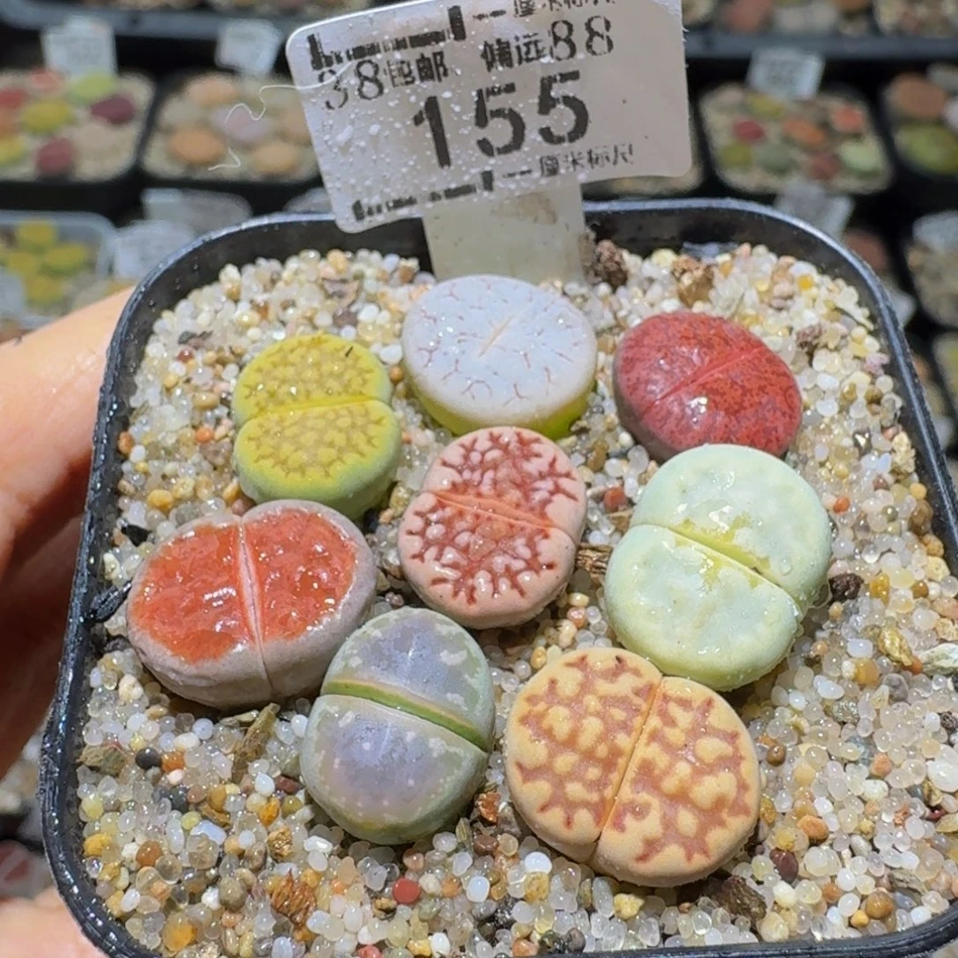 Sss清仓便宜出了155