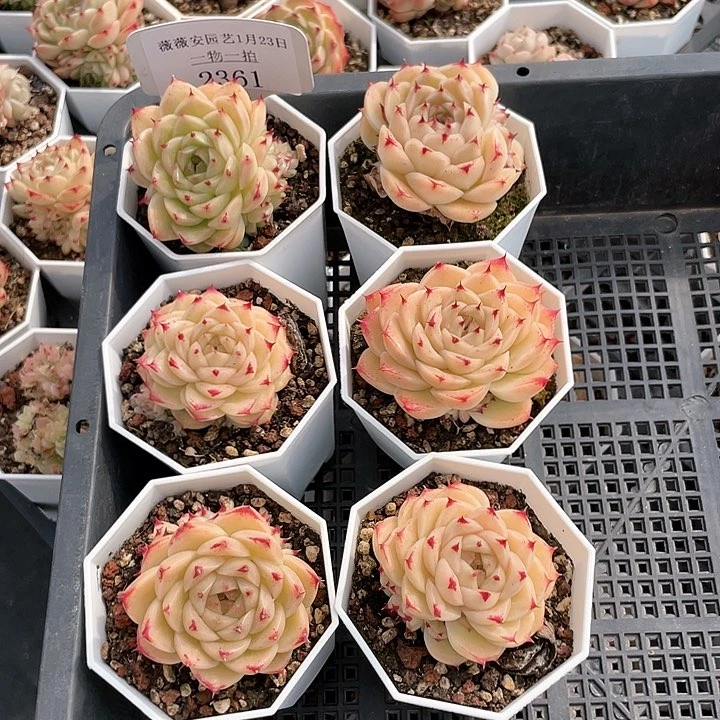 薇薇安园艺多肉2361