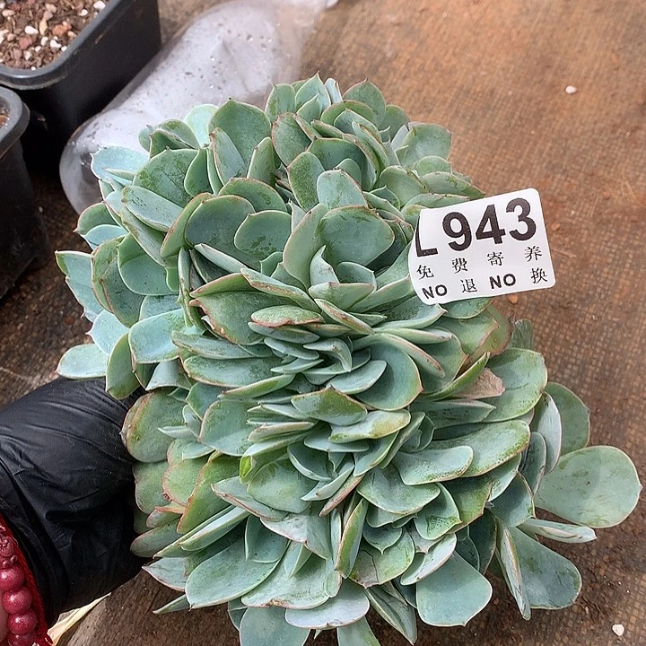 白玉兰朵朵 大粗腿 多肉植物.9.28号发货