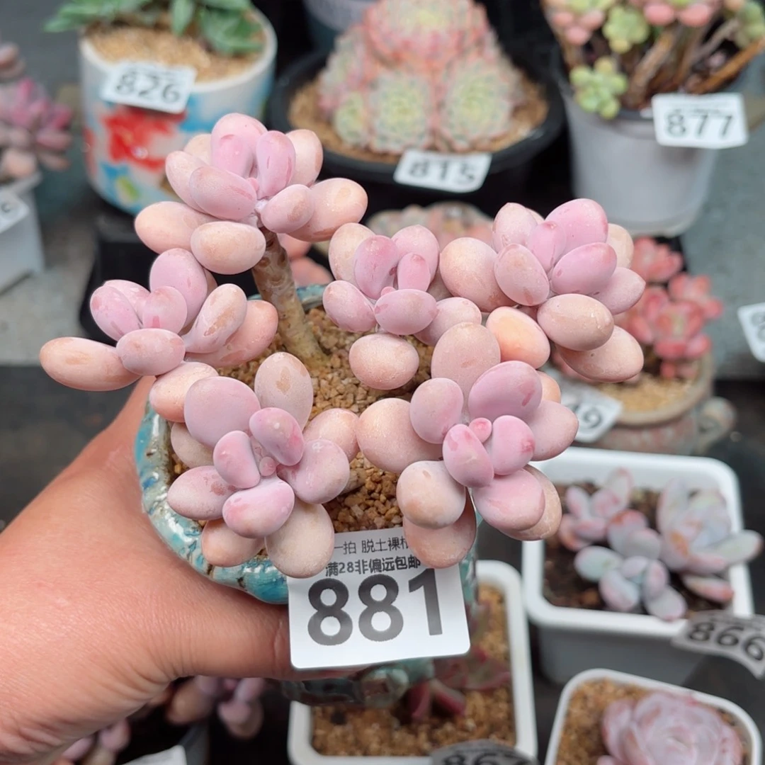 糖果桃蛋6头无盆土发货