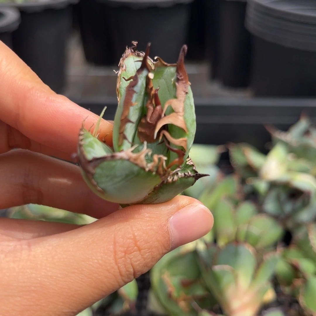 龙舌兰仁王冠芽子