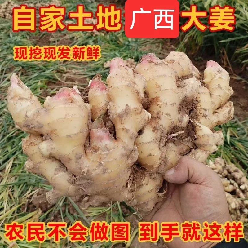 高山农本地土姜新鲜现挖生姜应季蔬菜老姜嫩姜姜香浓郁月子姜