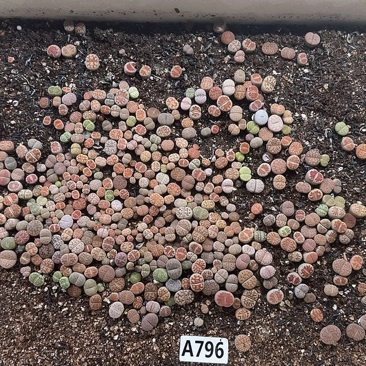 A796 生石花整箱脱土包邮