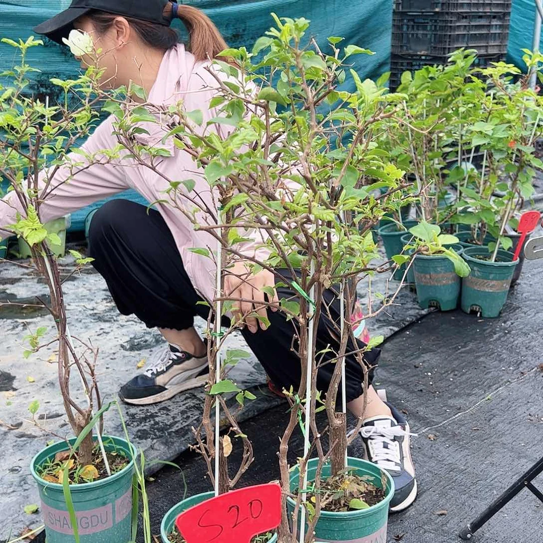 当前无花栽培后可以开花S20红樱一棵