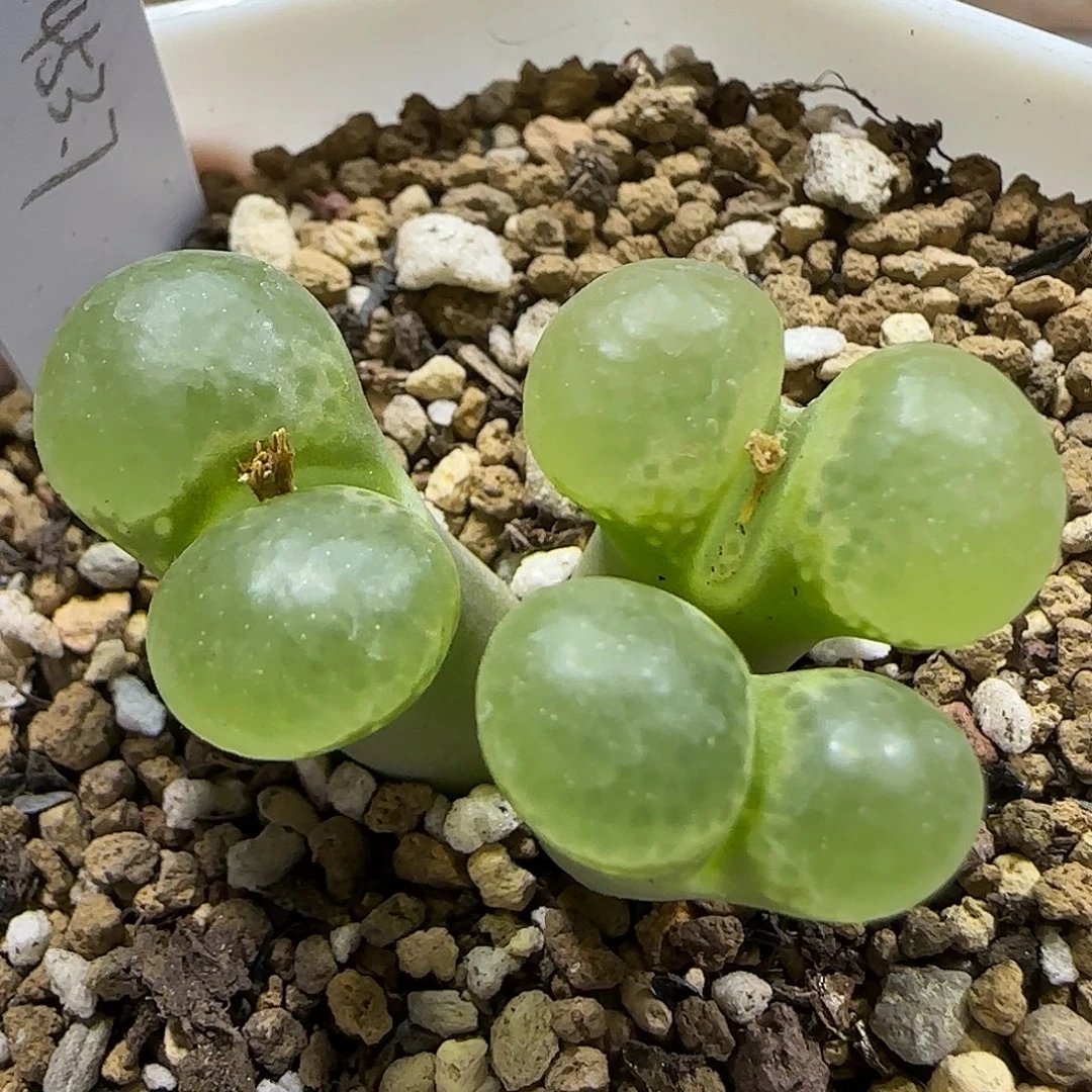 11.20.  1453.7粉樱。 5030