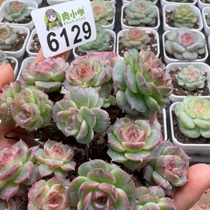 ℡***丶多肉植物多肉植物