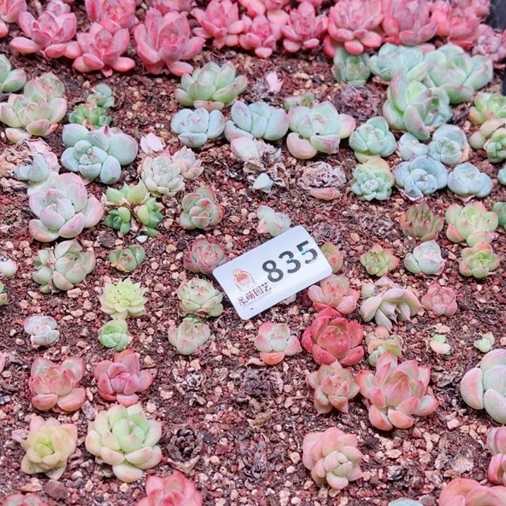 多肉植物多肉植物