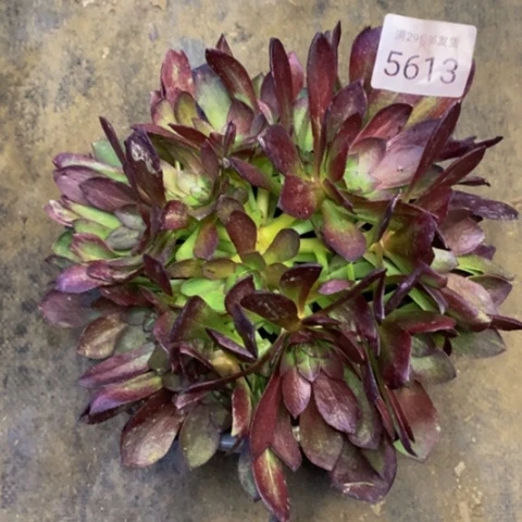黑魔多肉植物5613