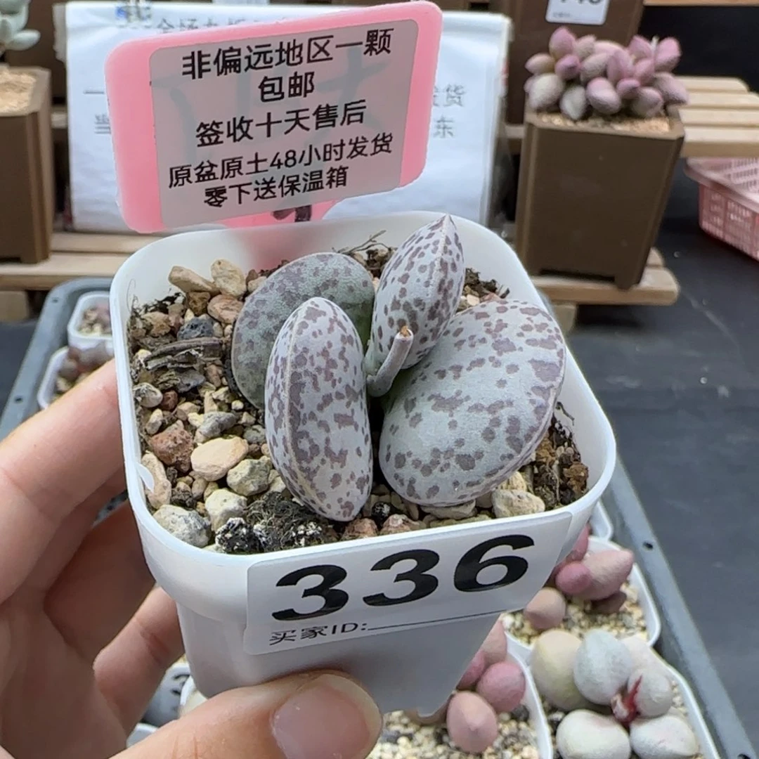 336巨型花旦多肉